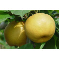 2021 New Harvest Low Price Fresh Sweet Yellow Golden Pear